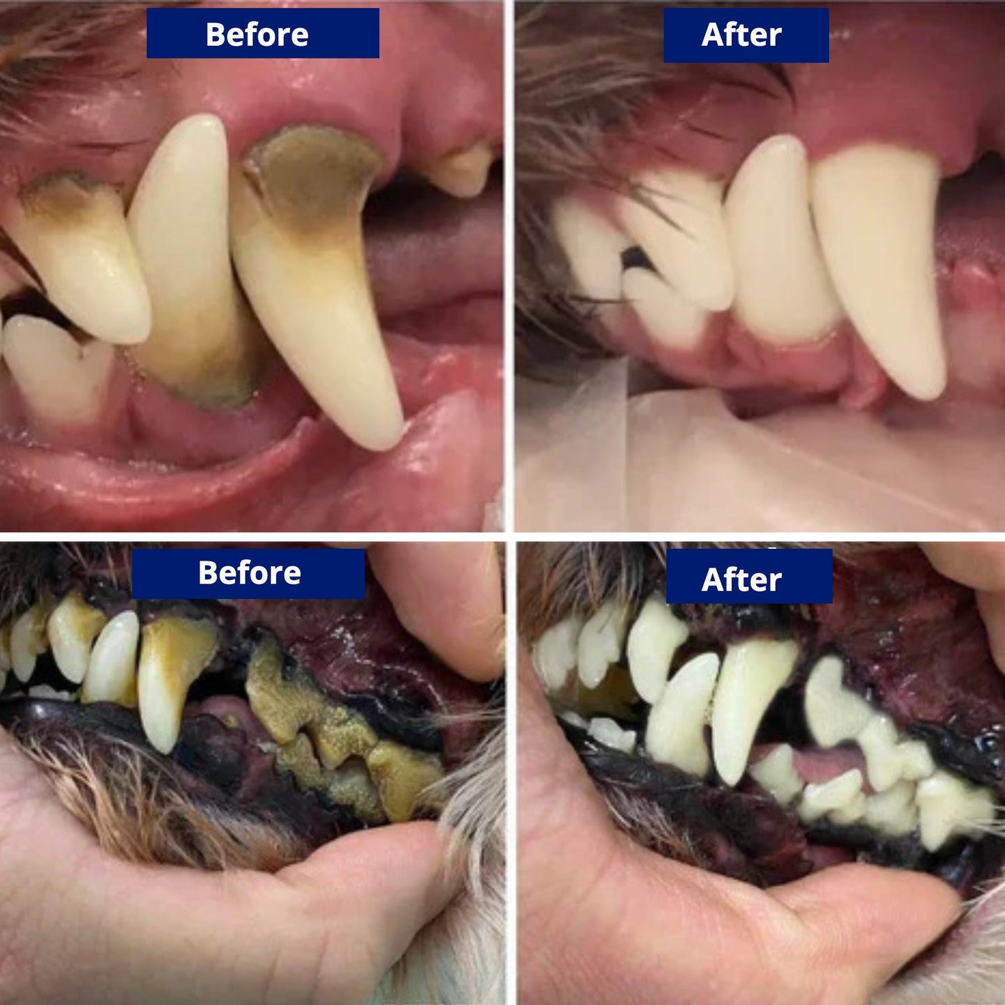 Nematyta™ - Dental Scaler For Dogs